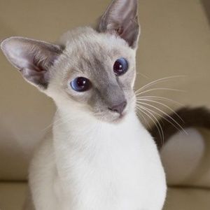 Meet your Posher, Kat